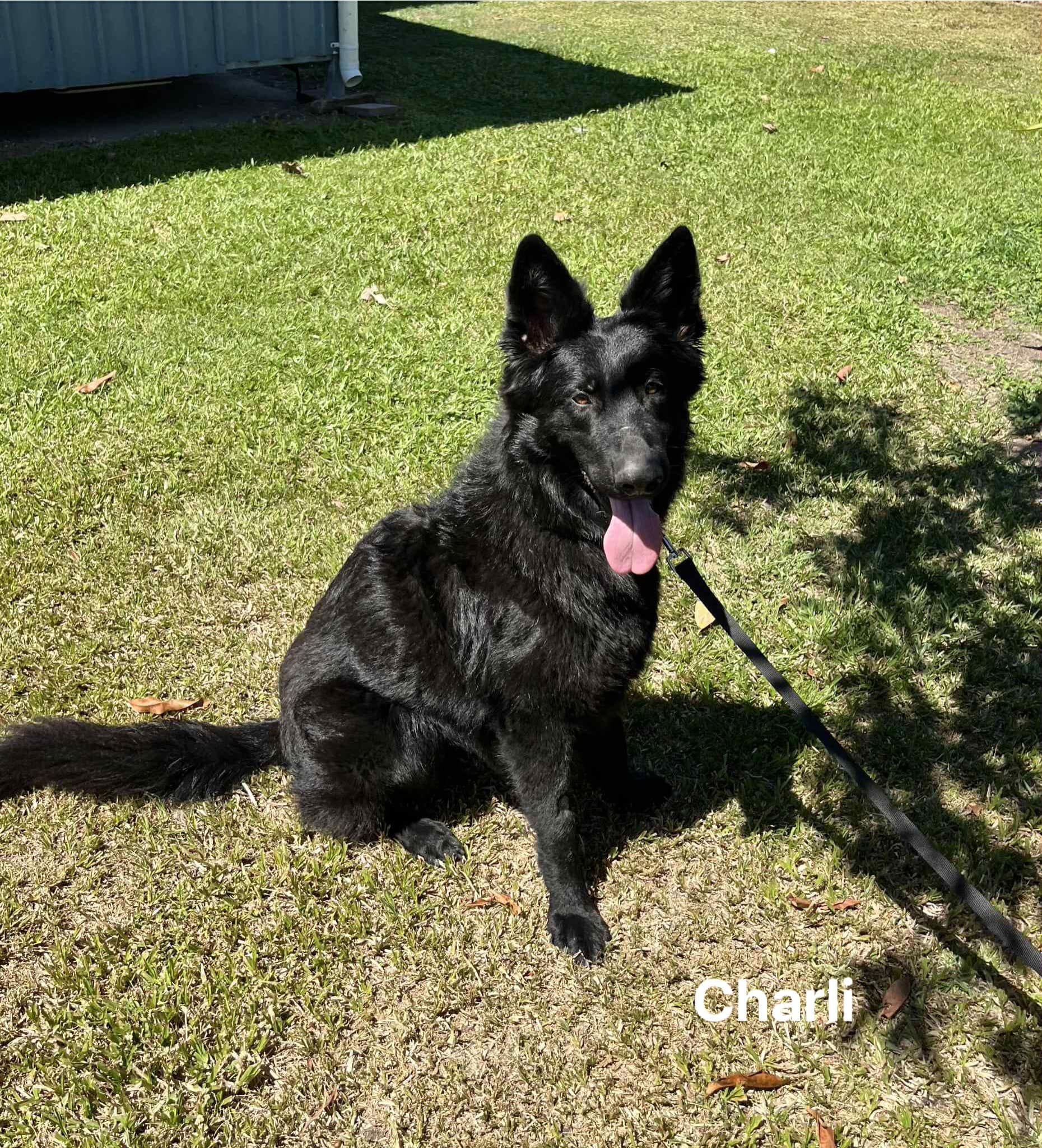 Charli Charli
